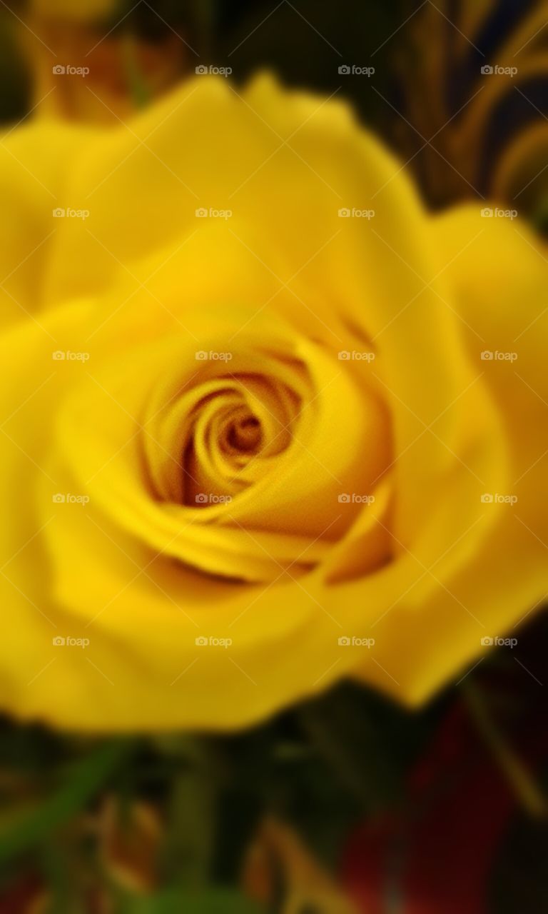 Frisco yellow rose. This variety of rose is large headed and bold in color.
