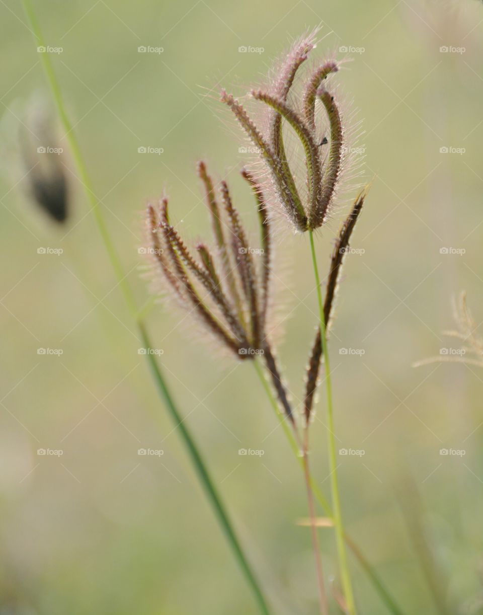 Close up of grass flower