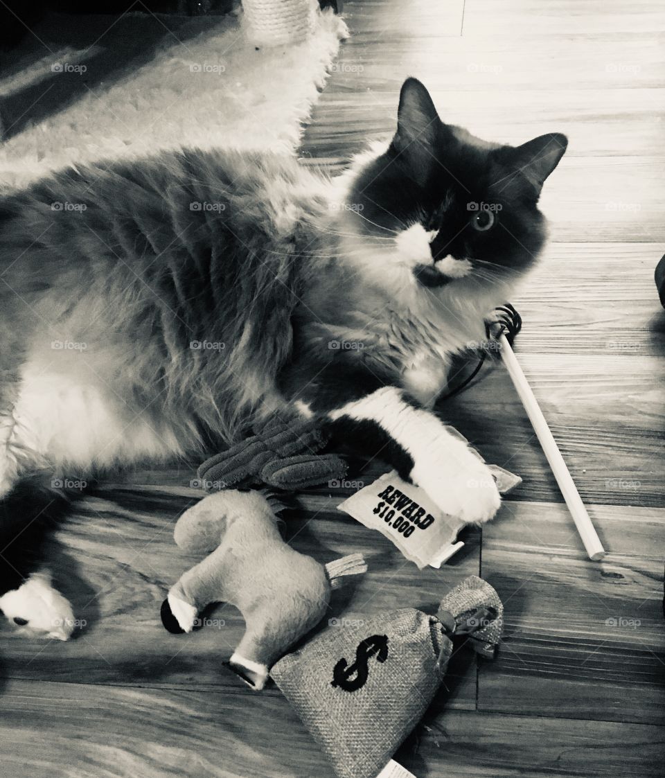Moby and his new western toys. 