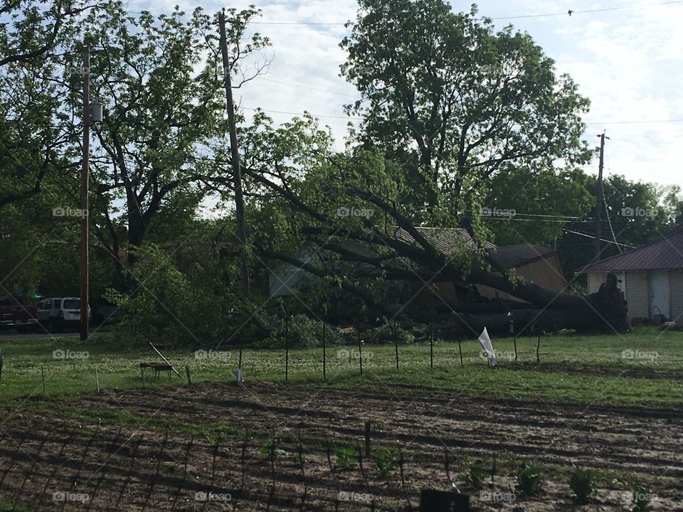 A storm we had last week knocked down our neighbors tree. They were lucky it didn’t land on their house.