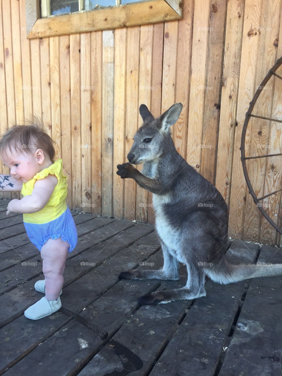 Baby girl and baby kanagroo