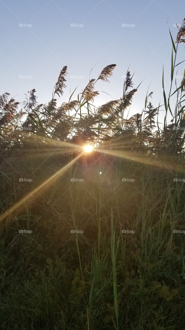 sunlight through grass