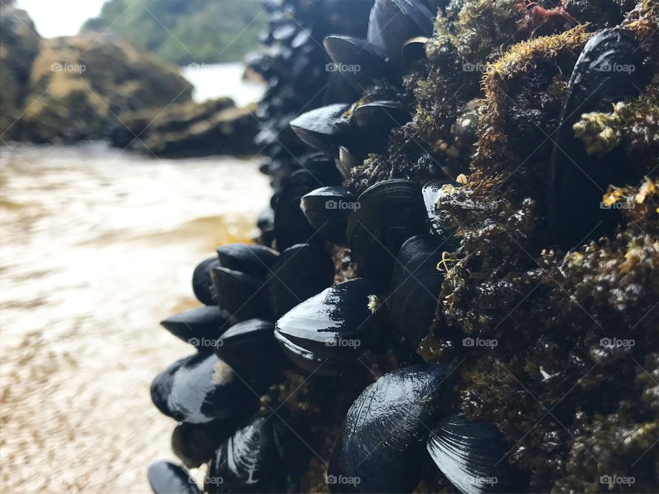 Stewart island, New Zealand, February 2017