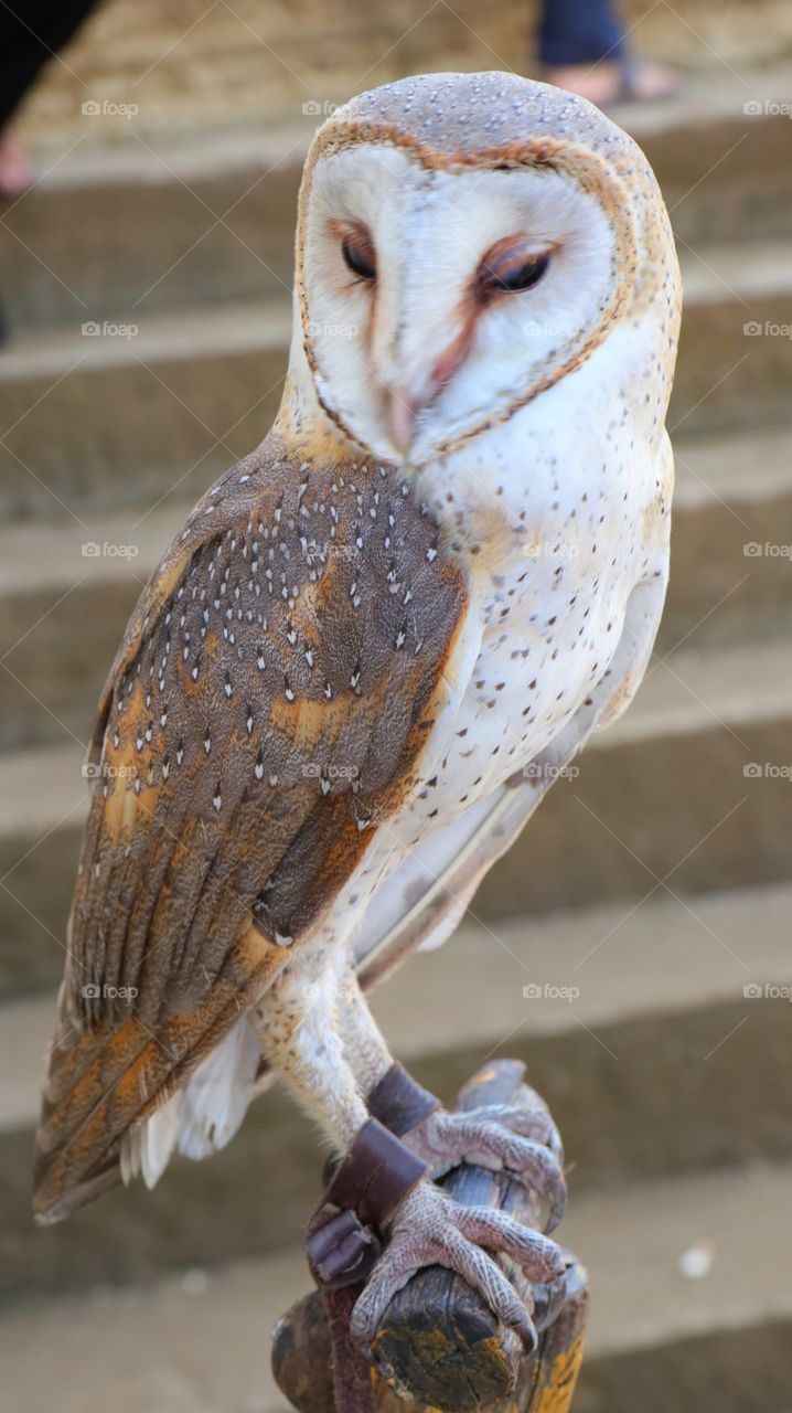 The Owl, one of native birds in Java island of Indonesia