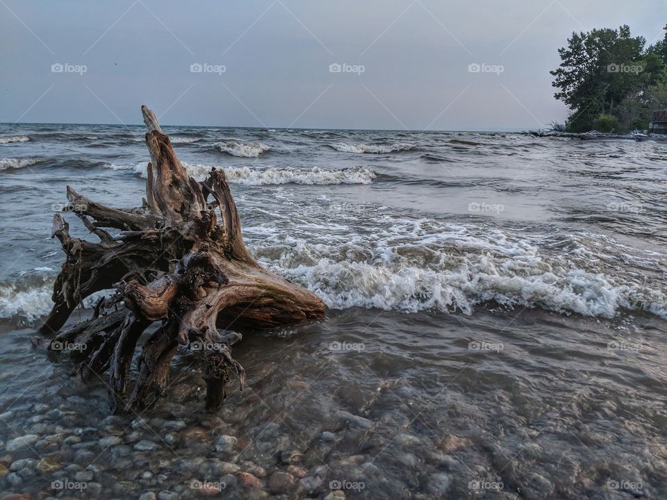 tree trunk on the shore 3