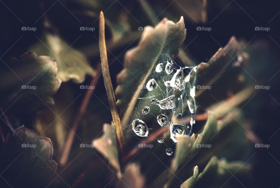 Dew drops 