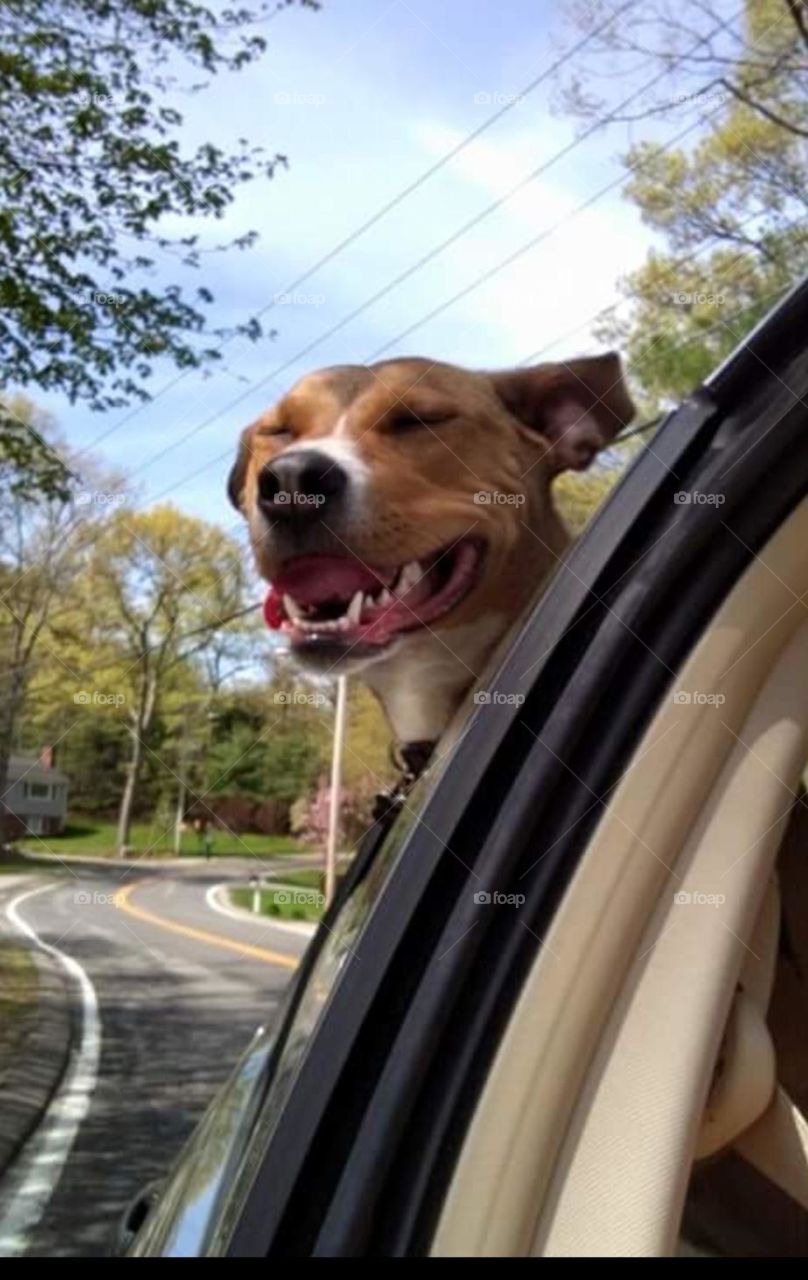 Happy Dog On A Sunny Car Ride