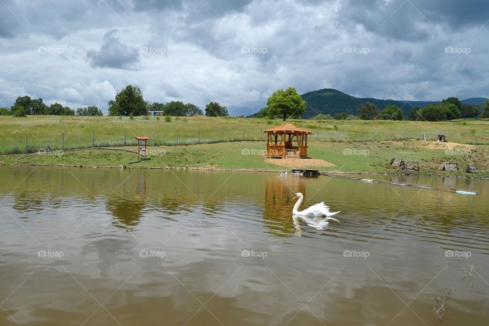 Mission Birds&Bees - Nature in Motion