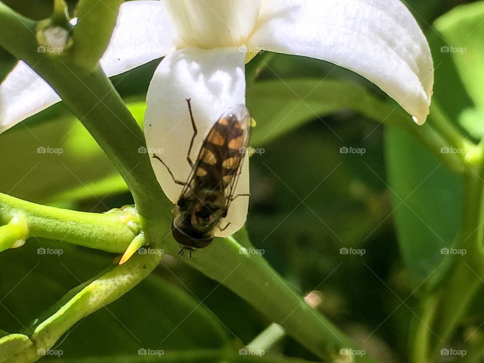 Gorgeous translucent black and orange banded bee on an orange blossom
Close up south Australian 