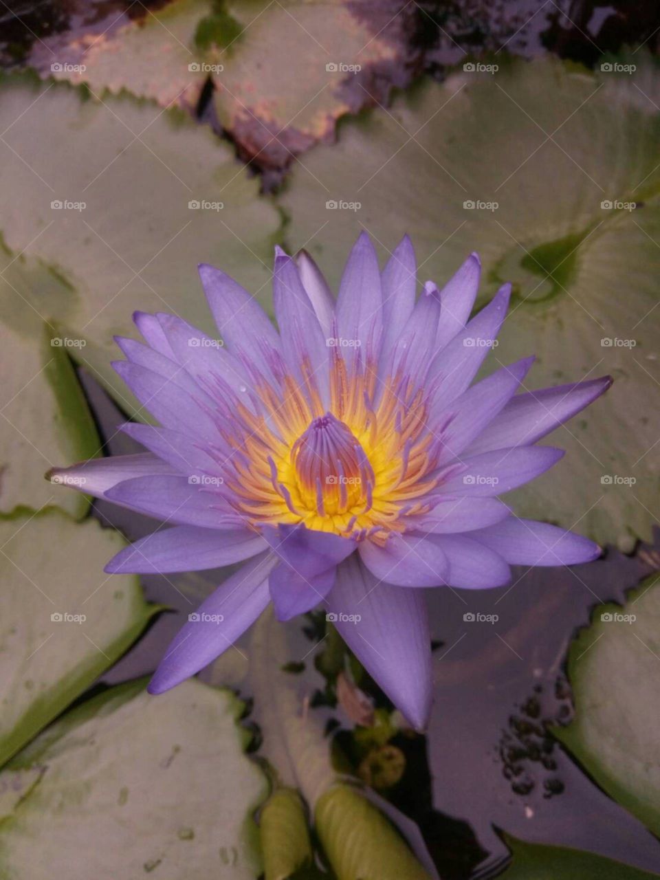 Lotus in garden 