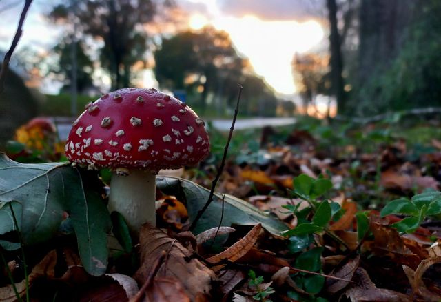 Red Toadstool