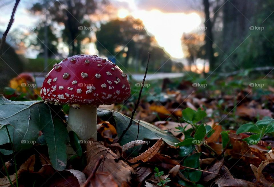 Red Toadstool