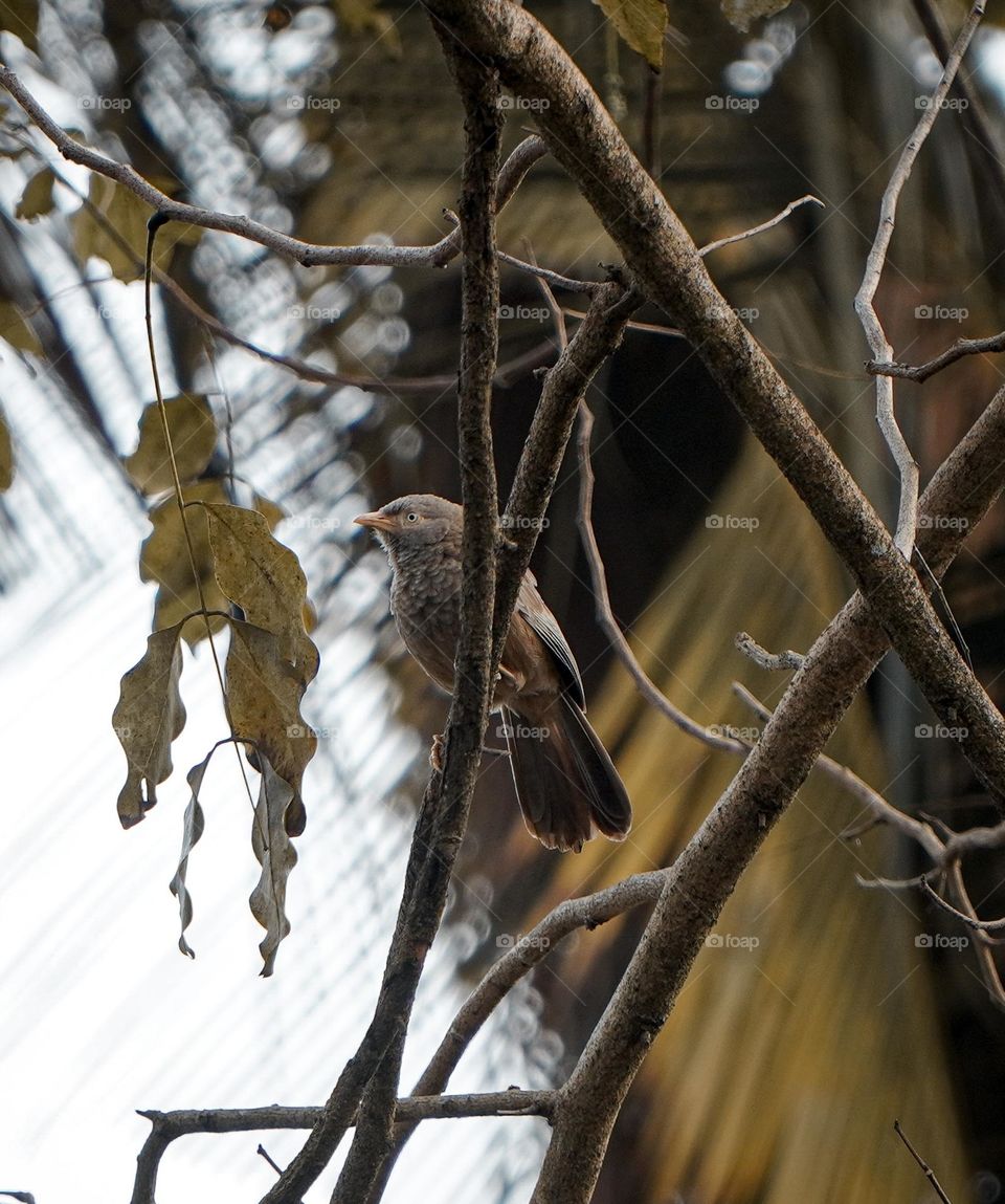 Small bird on the tree