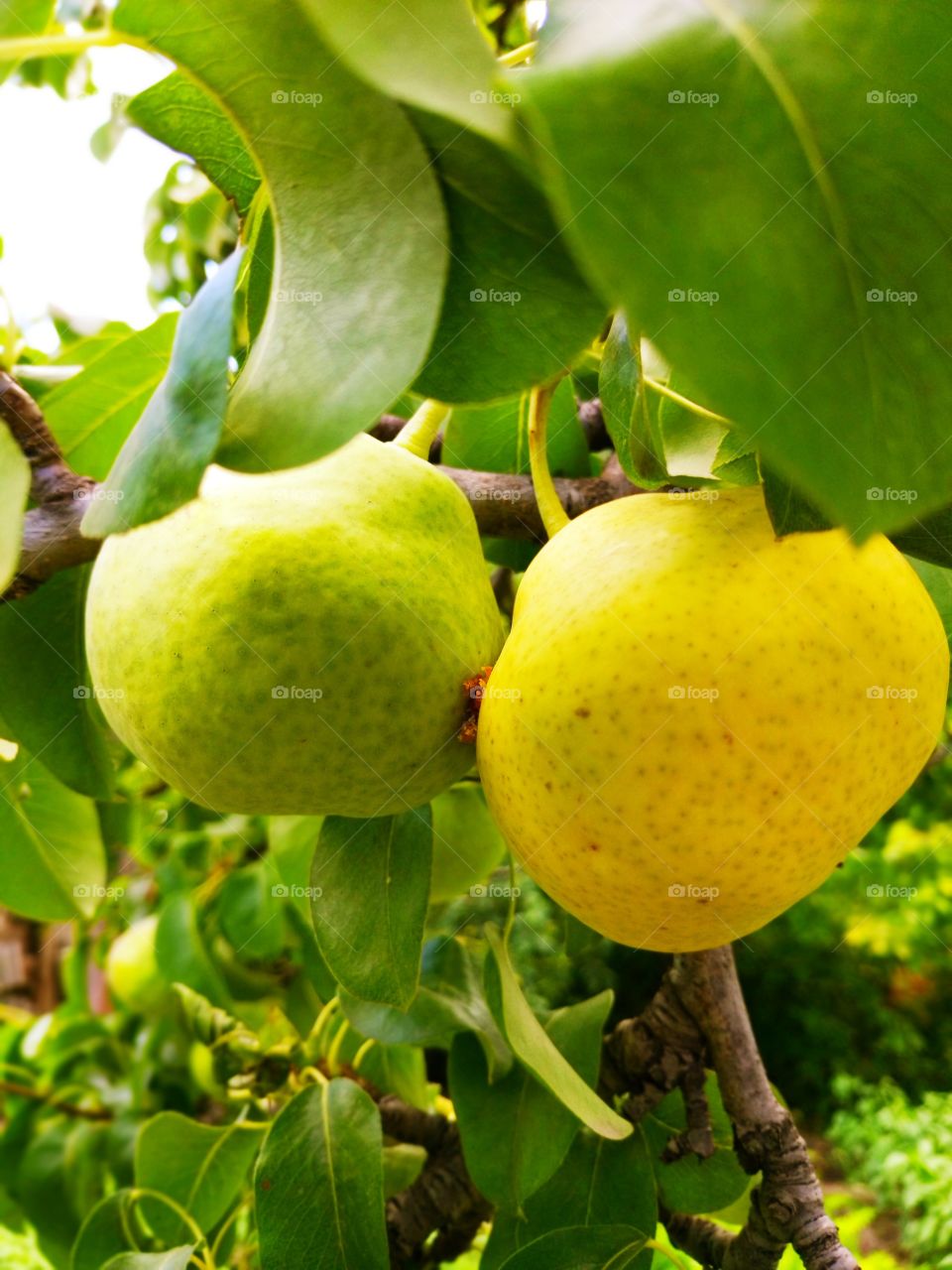 pears on a branch