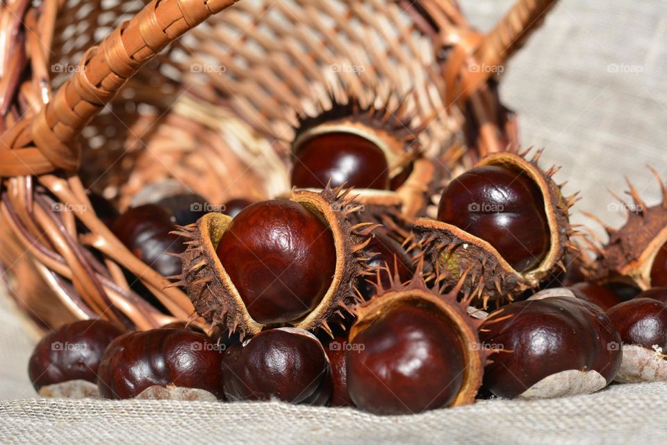 chestnuts and basket natural background autumn time