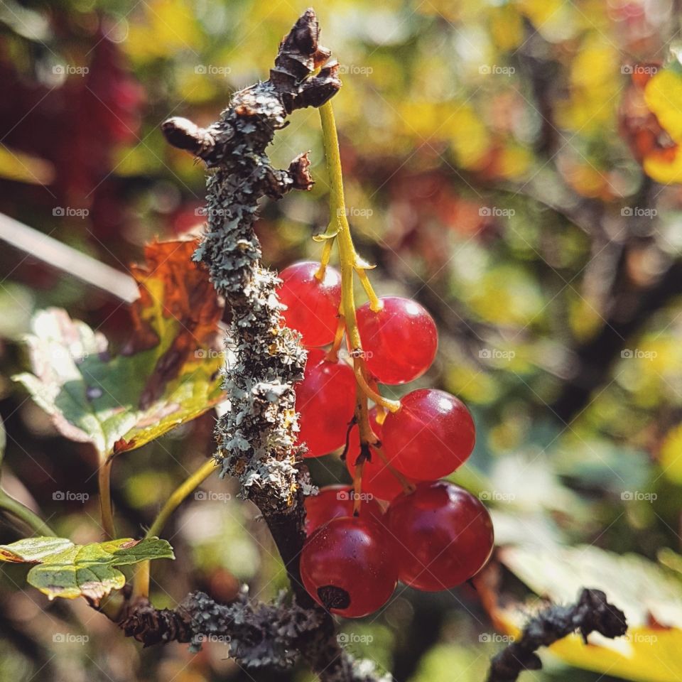 a Panicle of red currant