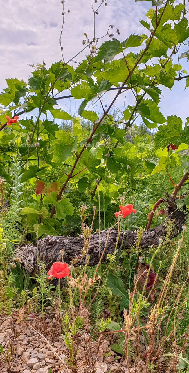 Summer landscape of an abandoned garden with a red blossoming poppy on the background of a tree trunk, a vineyard and meadow grasses