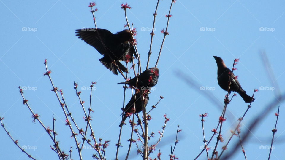 Brown headed cowbirds displaying mating ritual