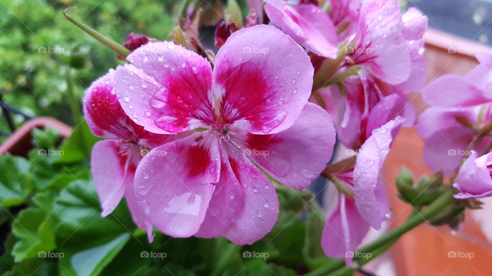 Flower are always beautiful, but i a rainy day they achieve, in my opinion, the best level of beauty. Water makes them particular. Don't you agree?