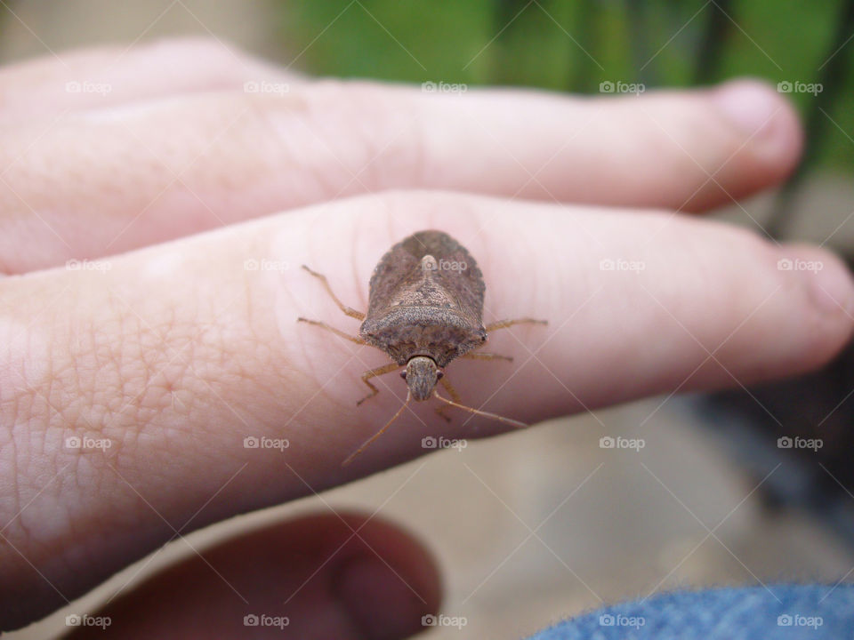 Shield beetle on hand