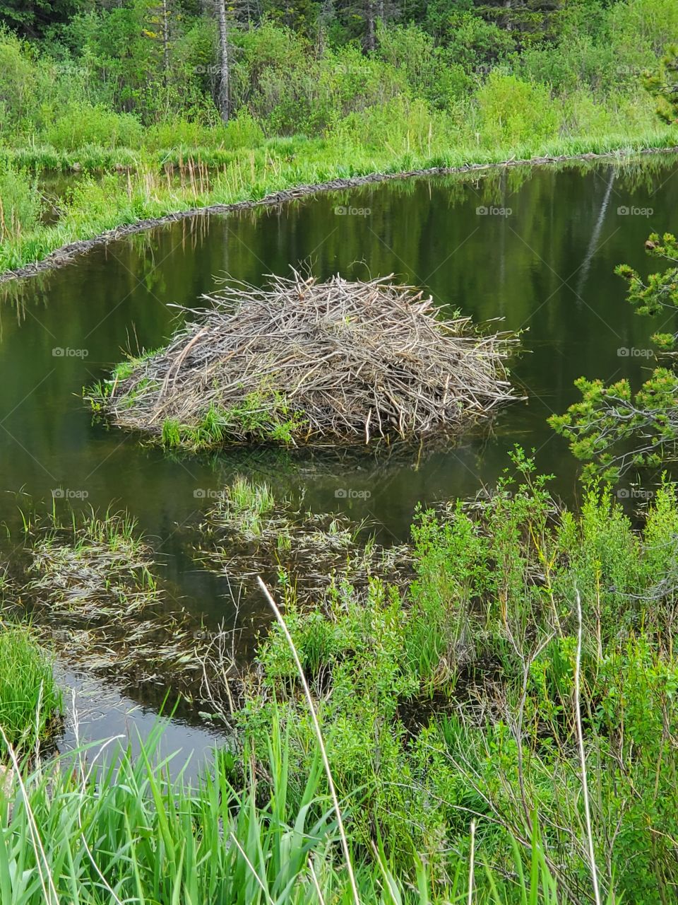 beaver dam