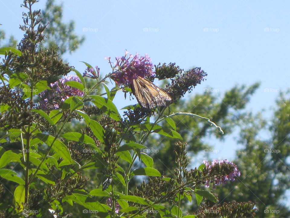A beautiful butterfly perched on the stems of a flower patch at a nearby park. Perspective. 