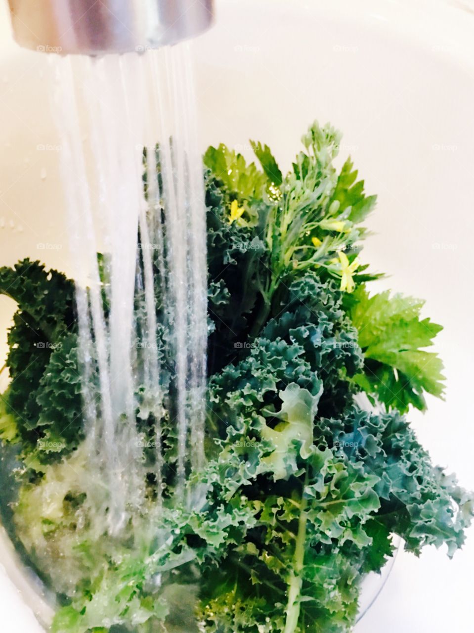 Fresh kale 