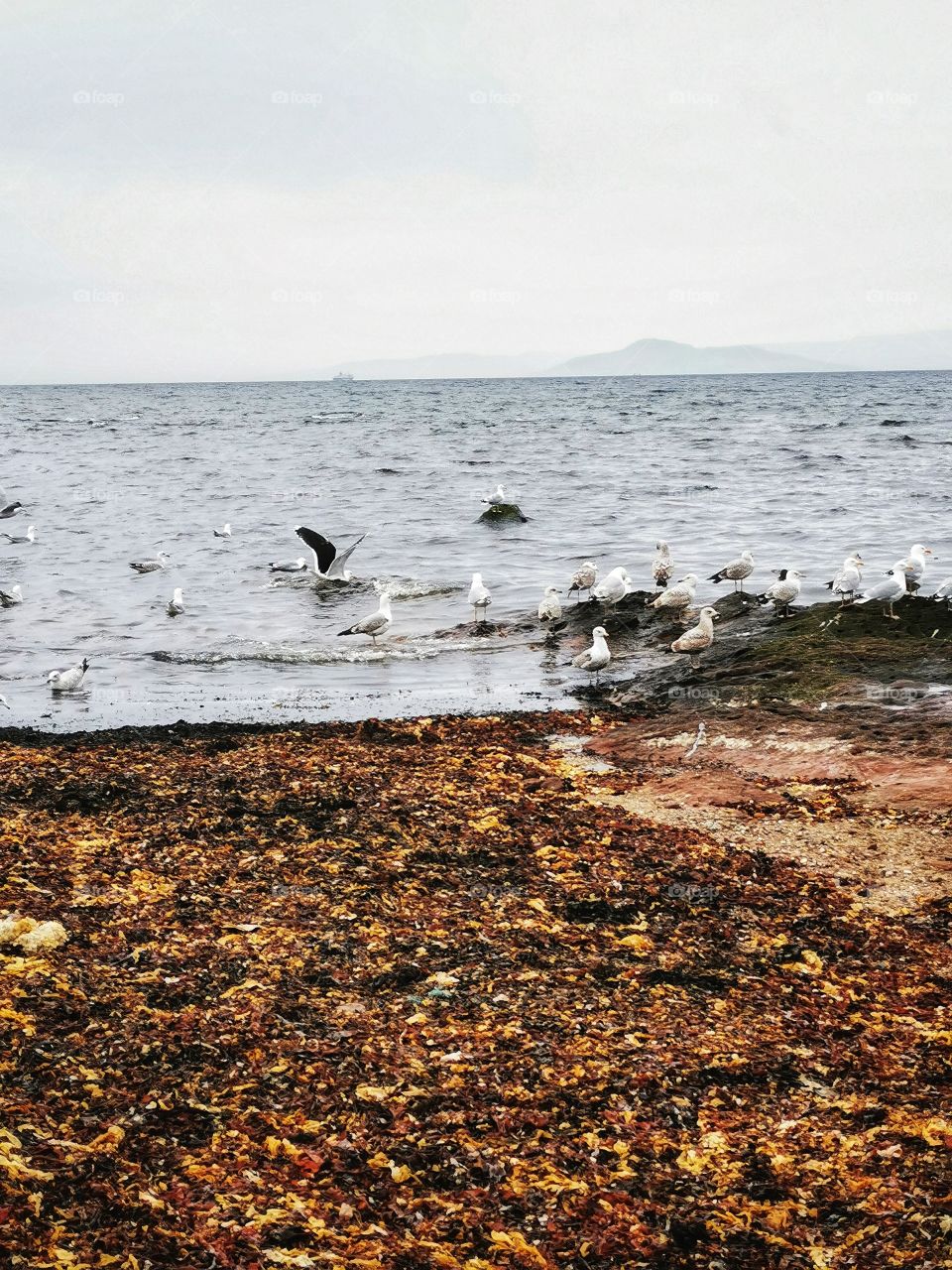 Seagulls on a Scottish beach