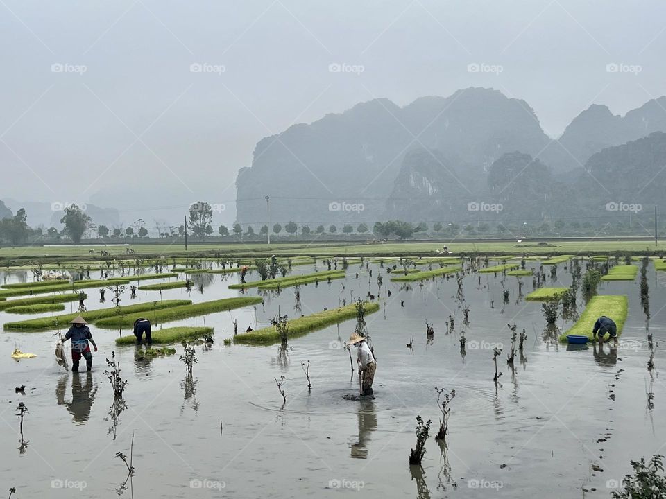 Fields by the countryside 