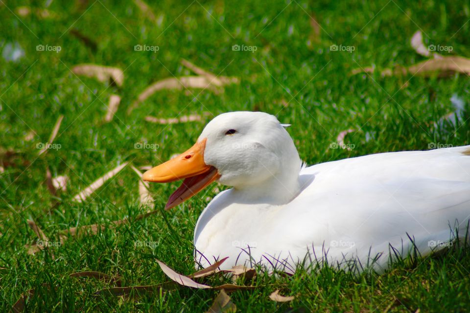 The White Duck