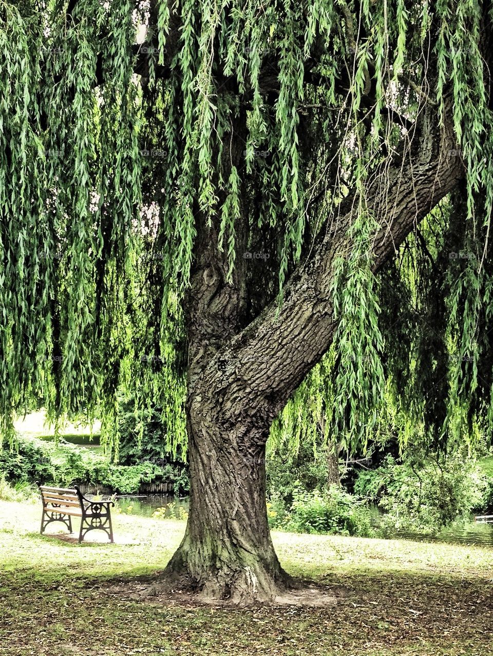 Weeping willow