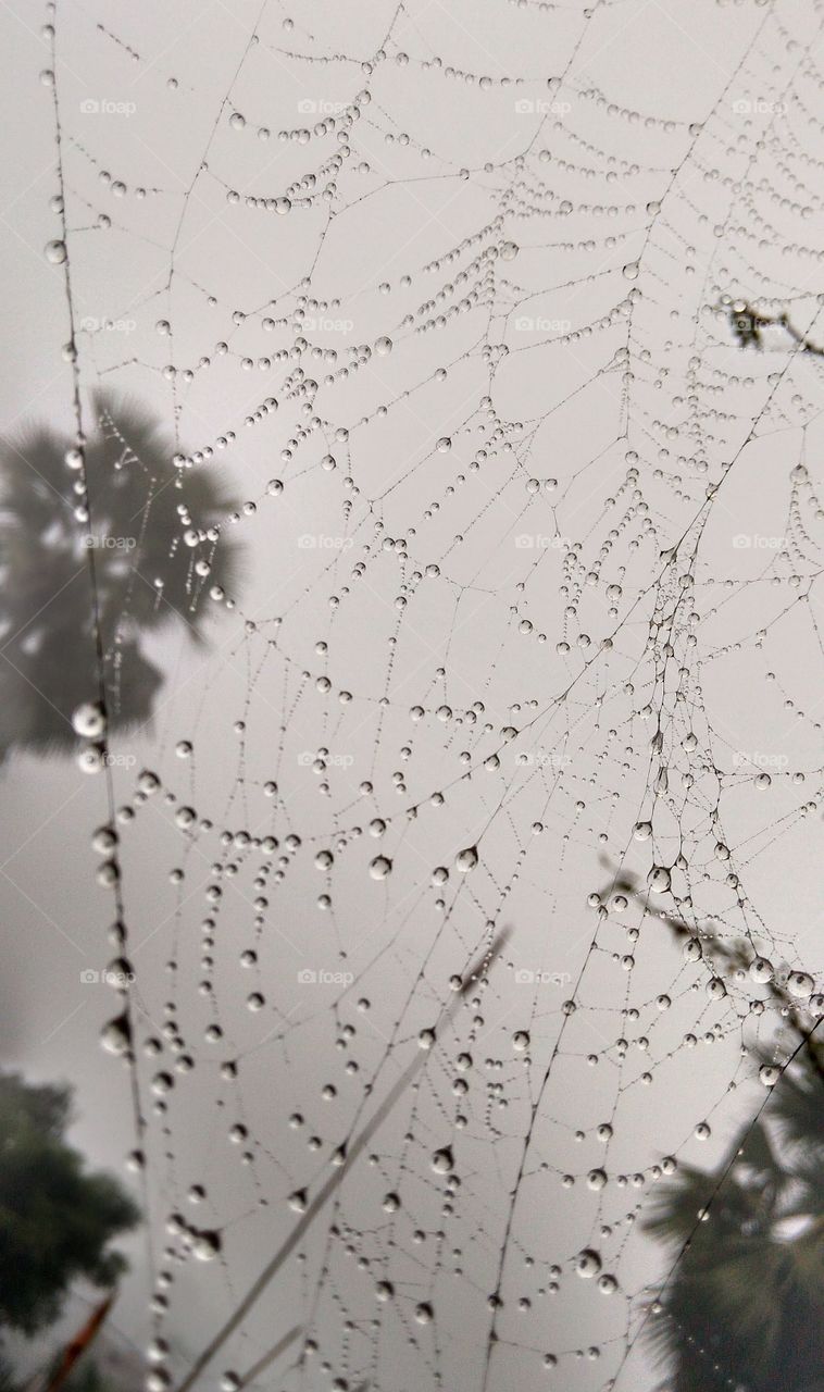 spider net with dew drop
