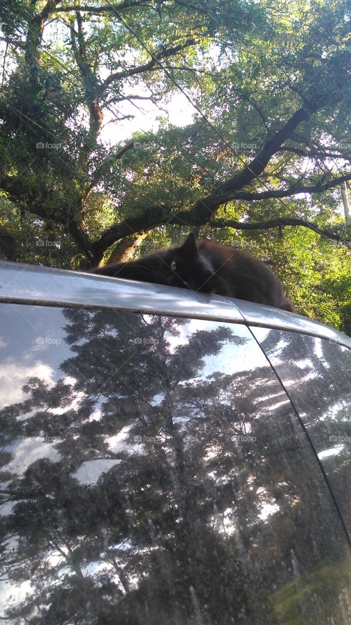 Lazy Cat on Car