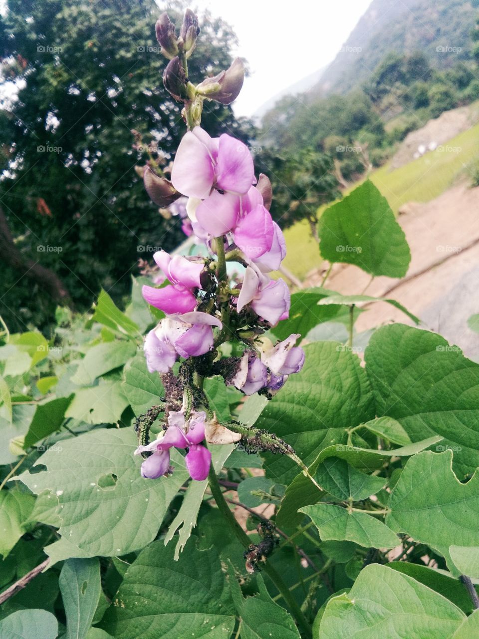 nature beans flower and beautiful flower
