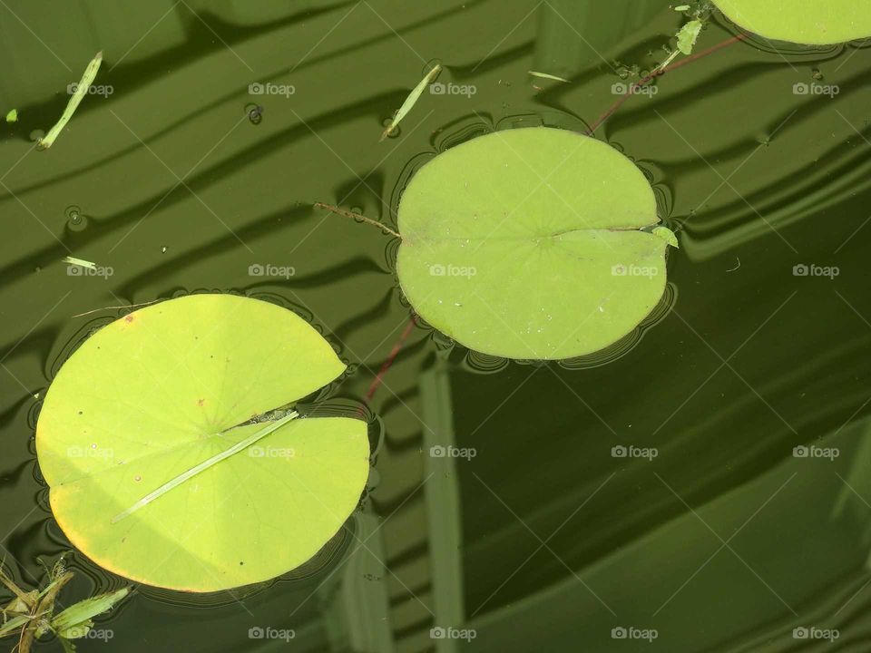 Lilly pads