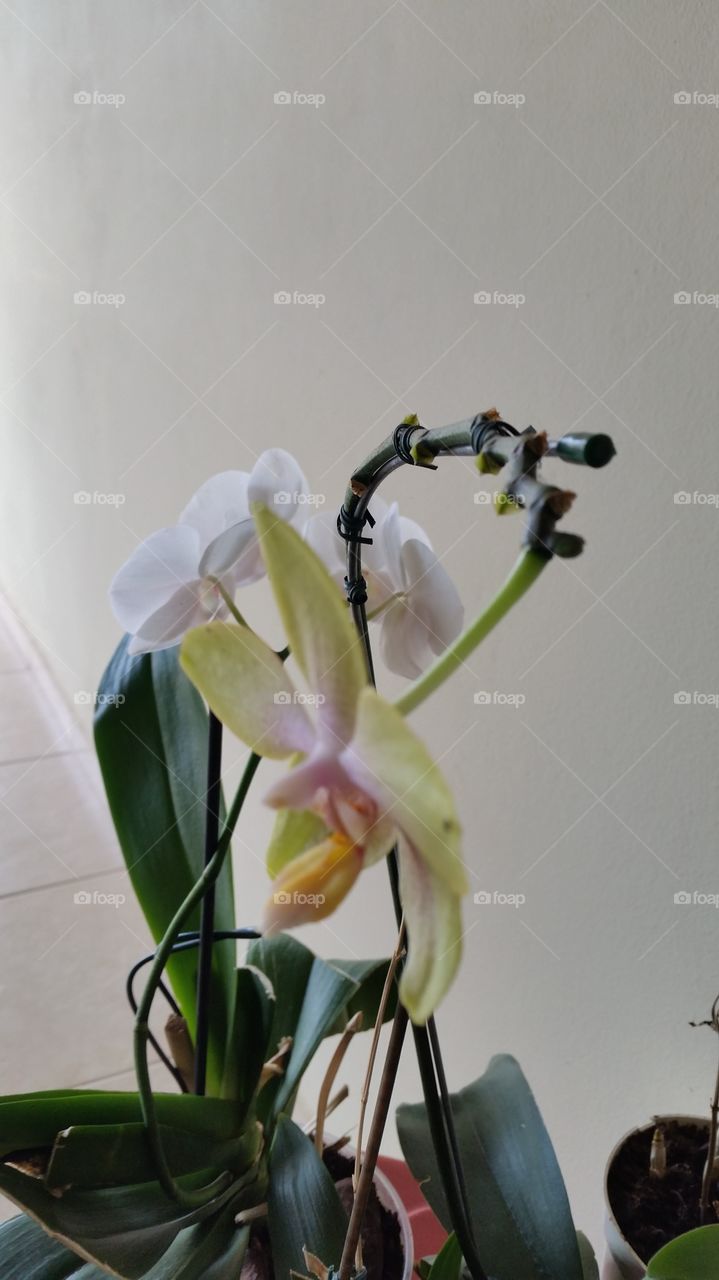 orquídea