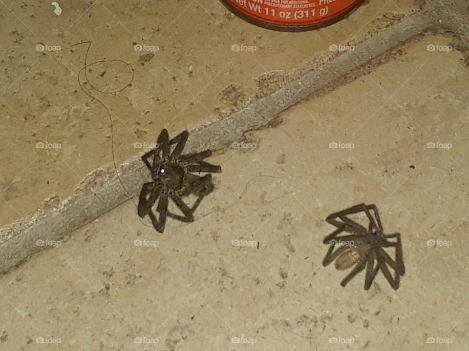 Two freshly killed wolf spiders. I like them better this way. These two were hanging out or I should say creeping in my closet. They scared me that day and I think made me paranoid for a while with a light case of arachnidphobia. They can move fast, jump and bite with venom too. Fun when they are close to the size of a small hand when their legs are out. They are called wolf spiders and I have only seen them in Volusia County, Florida. They got sprayed with the spider killer poison spray and took some time to finally roll over.