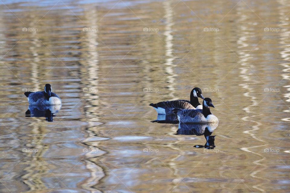 Canadian geese swimming