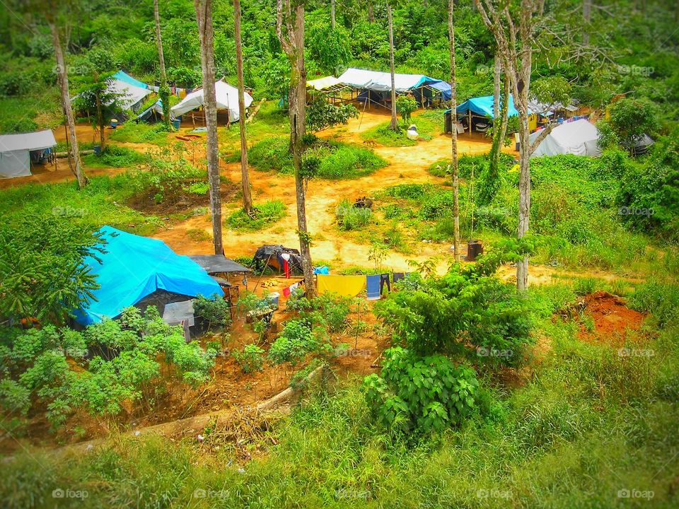 selva mata Roraima Brazil