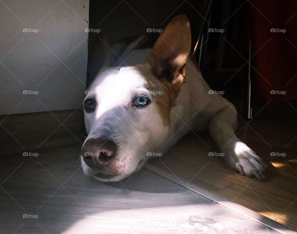 Sad doggy with different eye colors, heterochromia. 