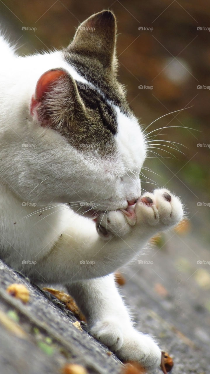 Animal, Cute, Cat, Nature, Pet