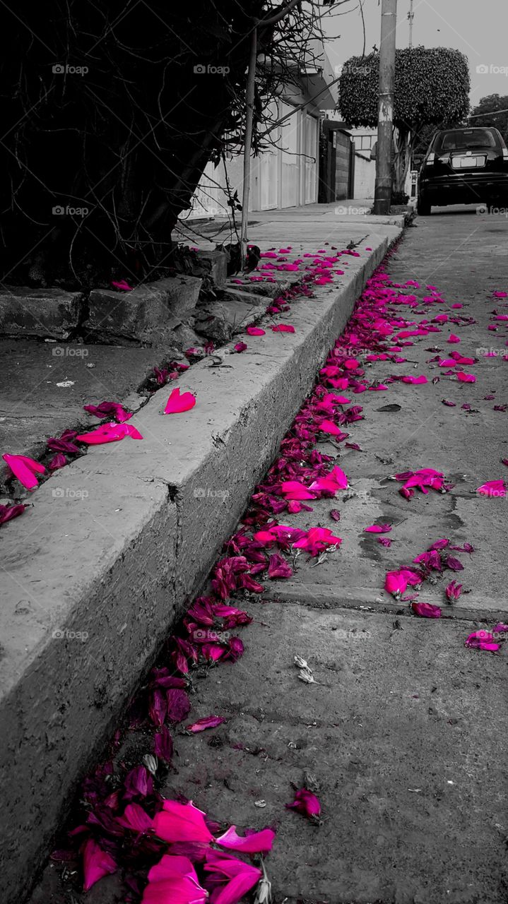 Rose Petals in the Street