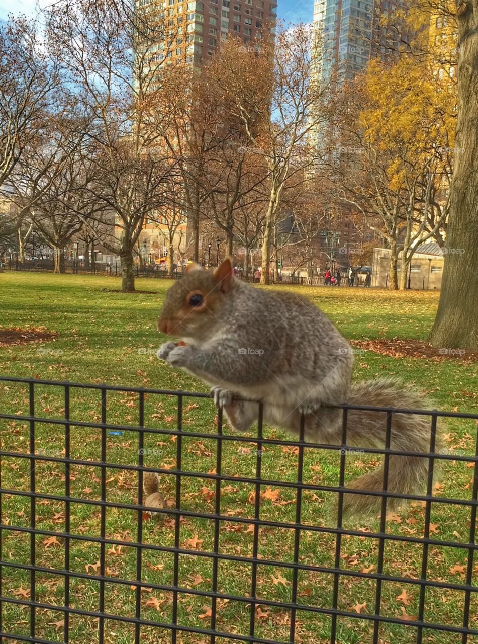 Squirrel @ baterry park, New york