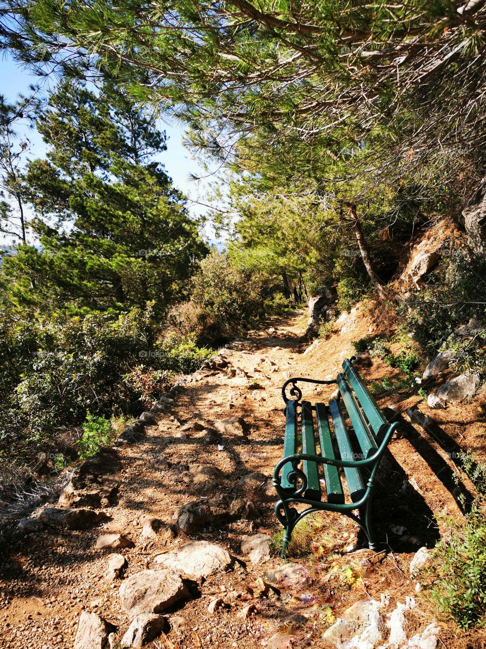 Bench in the forest