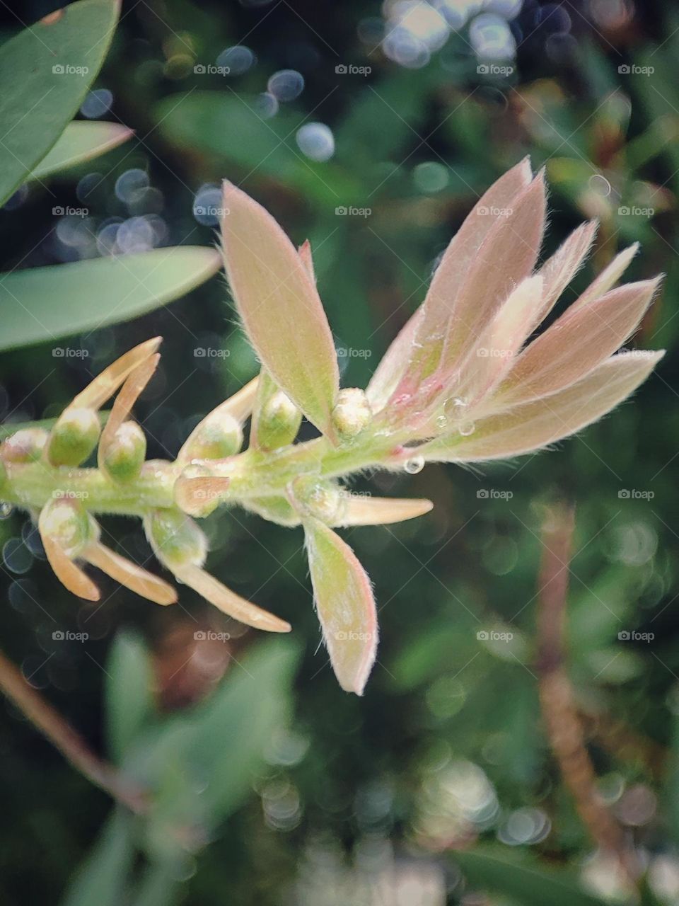 Bottle brush leaves
