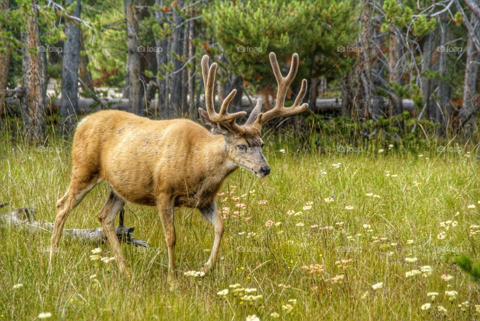 Deer walking in grass