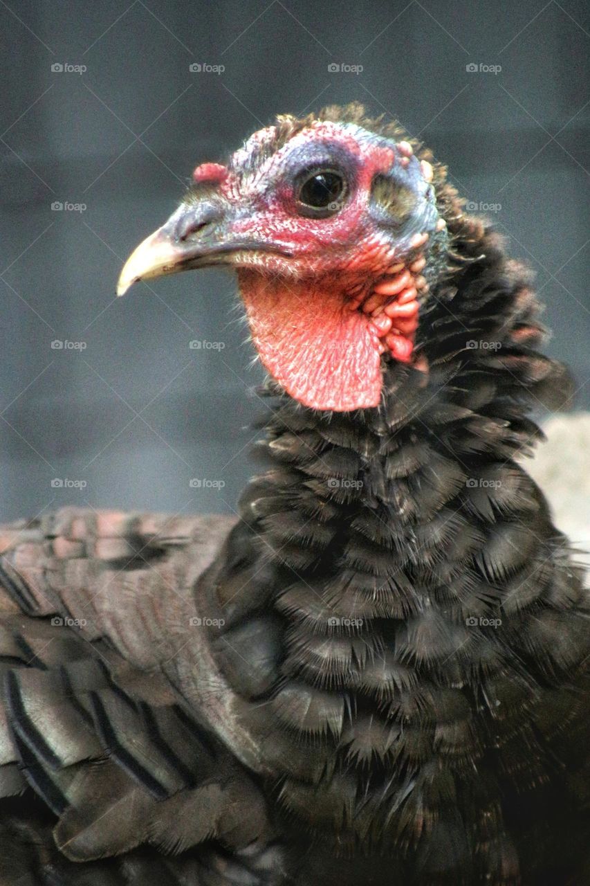 Portrait of a turkey