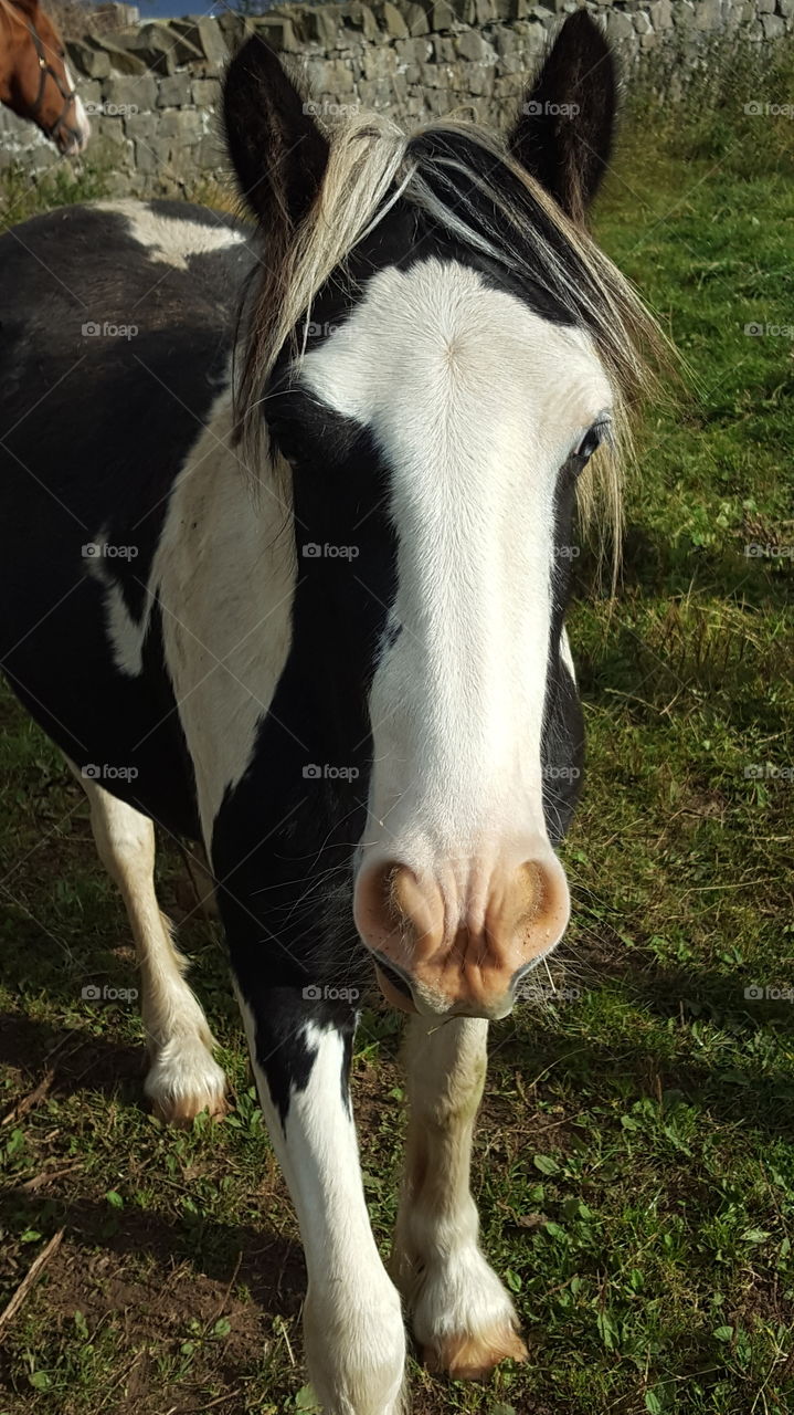 white blase pony