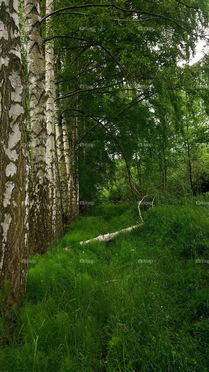Birch grove.