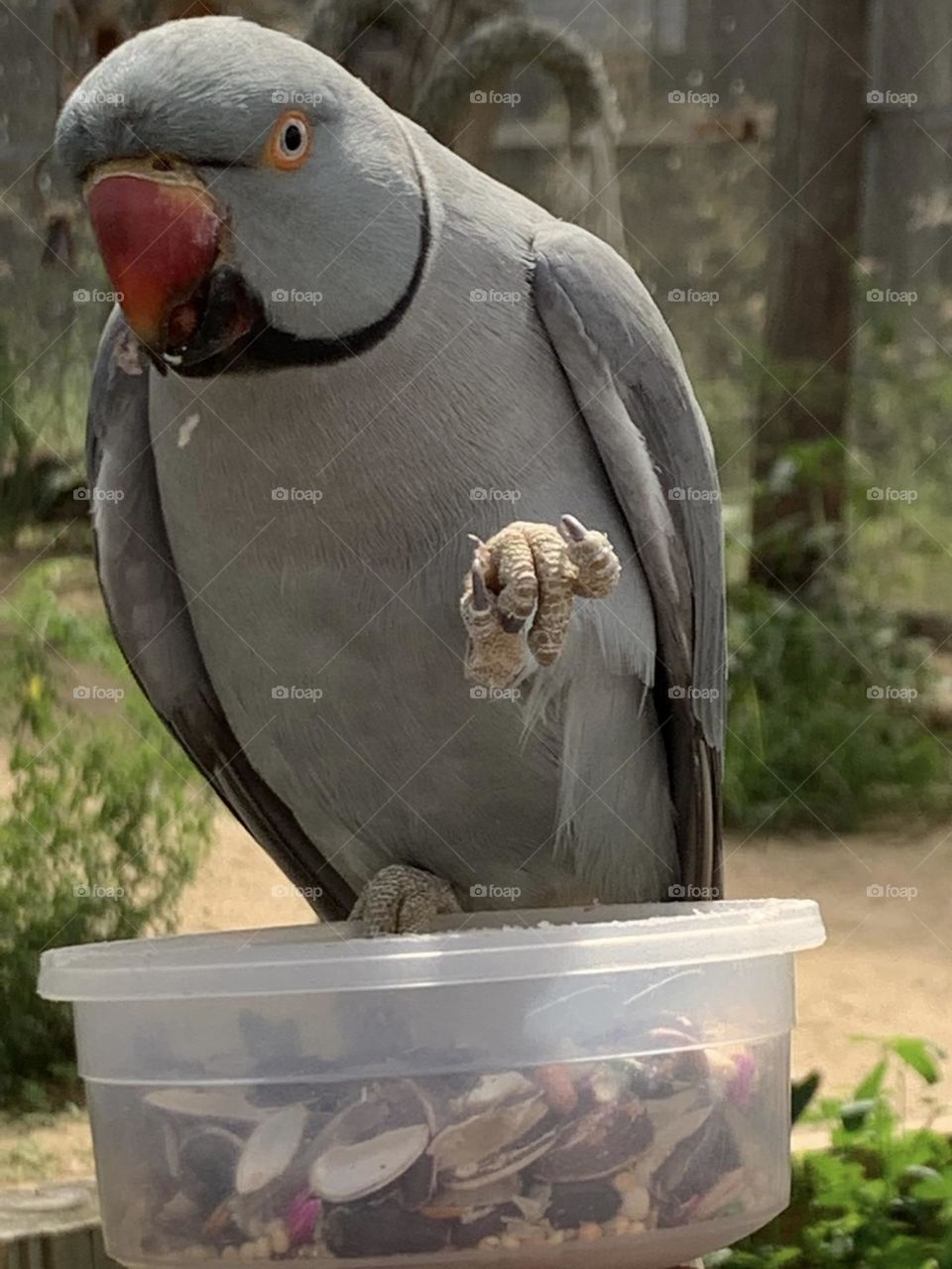 Birds and Bees in Motion